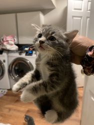 Tabby Kittens need a new home