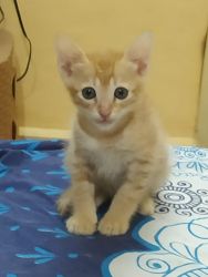 Male Kitten for adoption