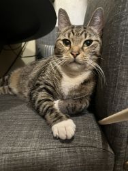 Lost FREE cat looking for home