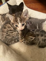 5 kitties available in a few weeks