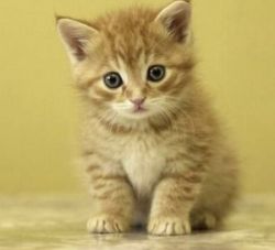 Sunny Treasure: Beautiful yellow kitten seeking a home filled with lov