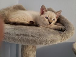 10 WEEK OLD FREE BOY KITTENS TO A GOOD FUR-EVER HOME WITH FIRST 2 VACC
