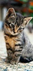 Tabby/Bengal kittens
