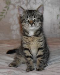 Tabby kitten, 2-month-old, male