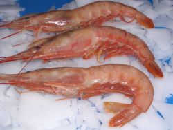 shrimps and crabs available