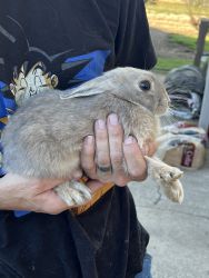 Female baby bunny