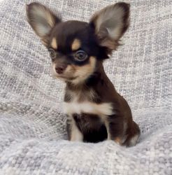 Excellent Chihuahua Puppies