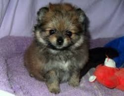 Super Mini Pomeranian Teddy Bear