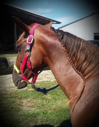 14-Year-Old Registered TWH Mare