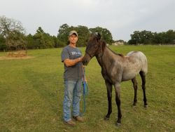 Reg. Tennessee Walking Horse Blue Roan 10 Month Old Filly