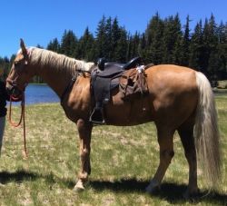 Palomino Tennessee Walking Horse Gelding