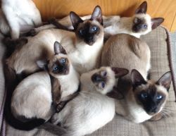 Thai Kittens - the most confident kittens you will meet