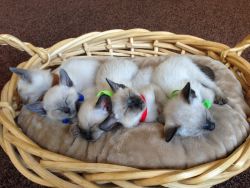 Thai Kittens