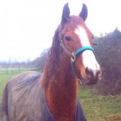 Stunning Mare. Ror Eligible