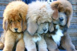 Tibetan mastiff puppies for sale