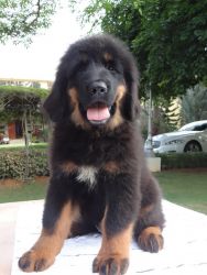 Tibetan Mastiff puppy avail
