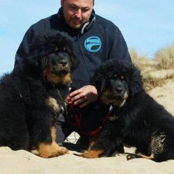 Champion Sired Tibetan Mastiff Puppies For Sale