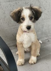 Tibetian Terrier Puppy