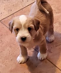Tibetan Terrier AKC registered puppies gold and white