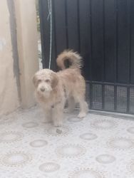 Tibetan terrier for sale