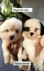 2 Tibetan Terrier male pups for sale