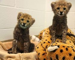 Tica Tiger cubs For Re-homing
