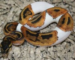albino and piedbald pythons