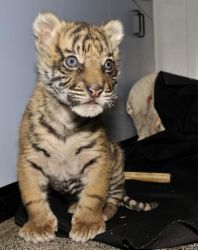 Male and female tiger andlion cubs for sale
