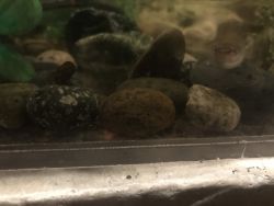 Guppy’s for sale
