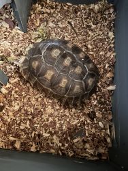 Rehoming my African Secluta Tortoise