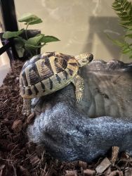 New Home for Tortoise