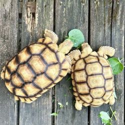 Rehoming Sulcata Tortoise Baby