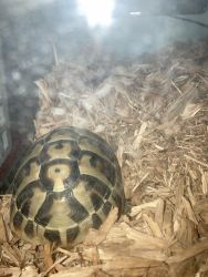 1 year old Hermanns tortoise, believed to be female.