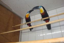 Hand Reared tamed Raised Toco Toucans