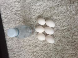Incubated Parrot and Toucan eggs for sale