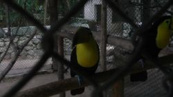 Keel-billed toucan pair for sale