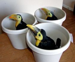 Red-Billed Toco Toucans on Sale