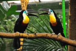 Channel-billed Toucan babies for sale super tame For Sale
