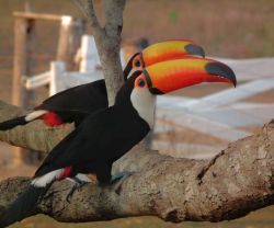 Excellent Proven Pair of Rare Toco Toucans for Sale