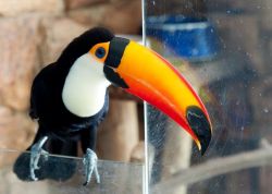 Toucan for sale