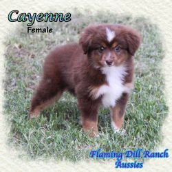 Cayenne ~ Small Toy Red Tri Female Aussie