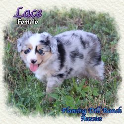 Lace ~ Toy Blue Merle Female Aussie