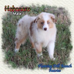 Habanero ~ Toy Red Merle Male Aussie