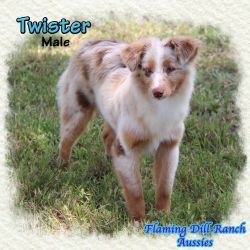 Twister ~ Toy Red Merle Male Aussie