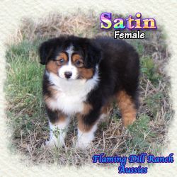 Satin ~ Toy Black Tri Female Aussie