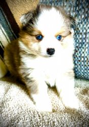 Blue-eyed Blue Merle male Toy Aussie puppy for sale