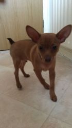 For Sale Boy Puppy Toy Terrier