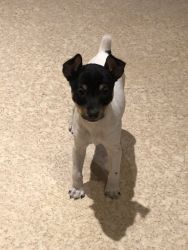 Toy Fox Terrier Pups Available
