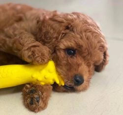 3 months old toy poodle