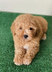 Adorable Male Toy poodle